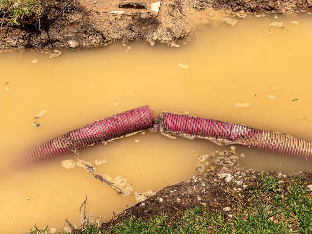 Best Mold removal after water damage  in Live Oak, CA